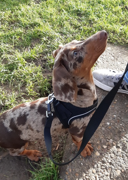 Puppy Survival Thread - as we approach Fireworks night for the first time…