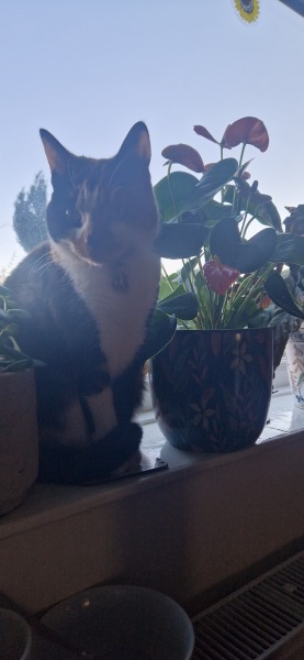 To ask to see your pets? 