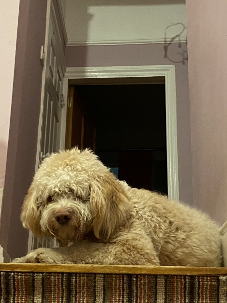 To ask to see your pets? 