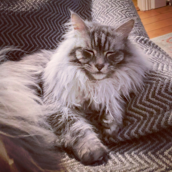 Show off your rescues!