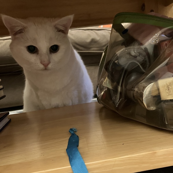 Can I lease just share this handsome boy? (Pure white with one green eye one blue!)