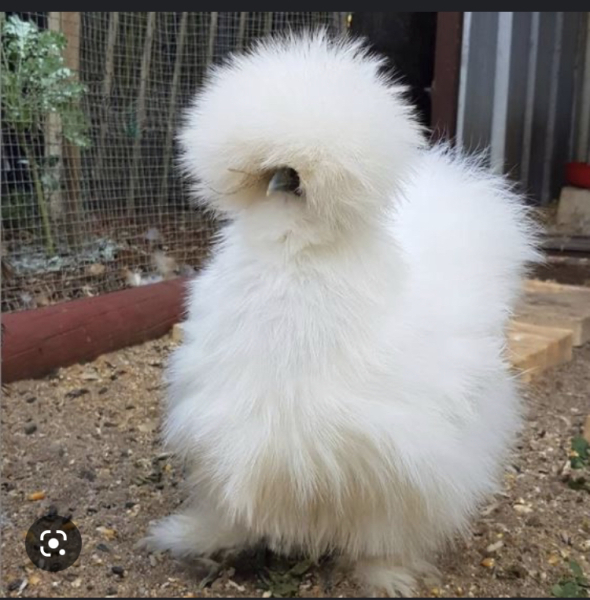 I need an owl.