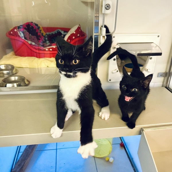 Hundreds of cats, thousands of cats, millions and billions and trillions of cats