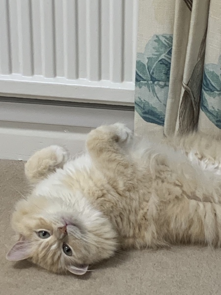 Can we have a cat photo thread ? I’m thinking of getting a cat 