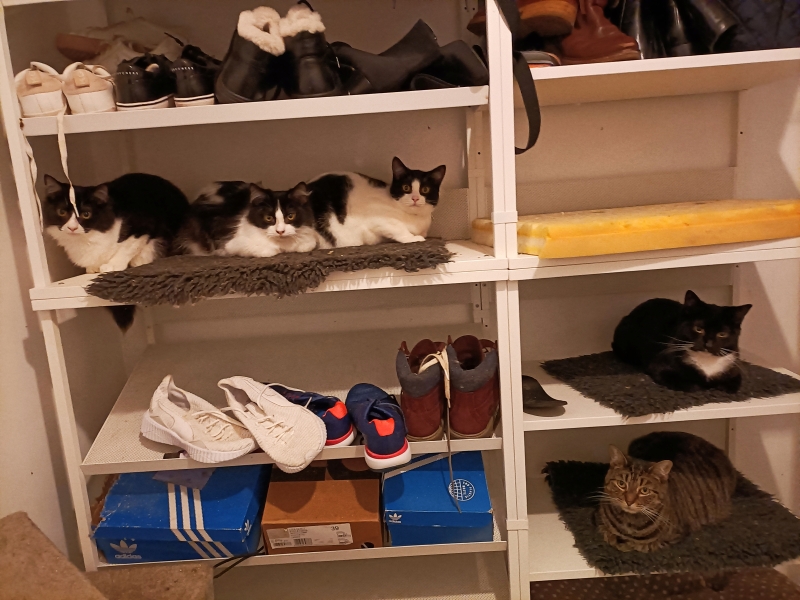 How many cats do you currently have?