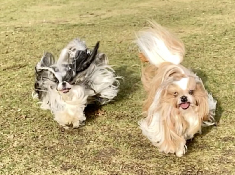 To ask to see your pets? 