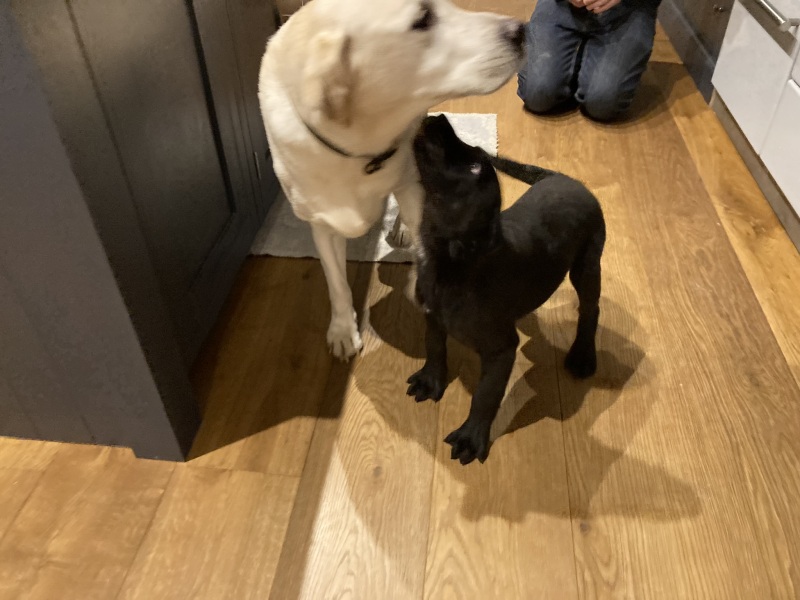 To ask to see your pets? 