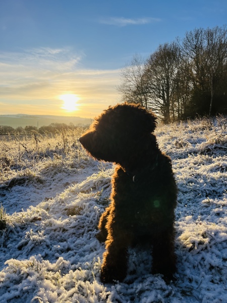 Anyone want to show me a photo of their dog ? 