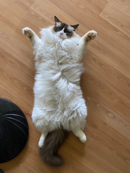 Can we have a cat photo thread ? I’m thinking of getting a cat 