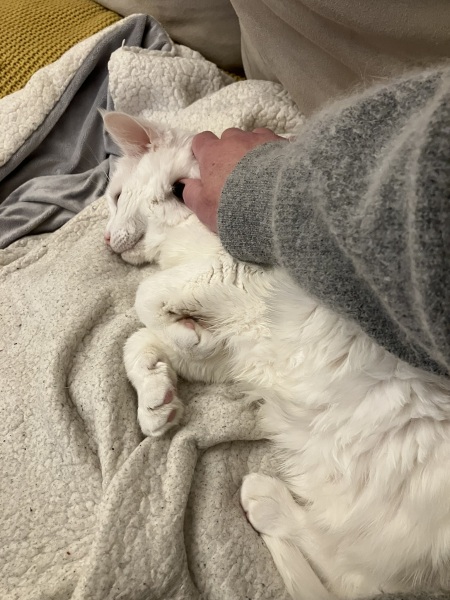 How many cats do you currently have?