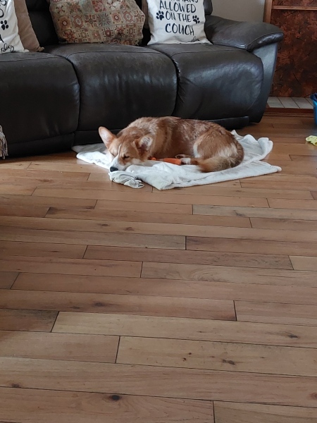 What would you feed this skinny corgi?