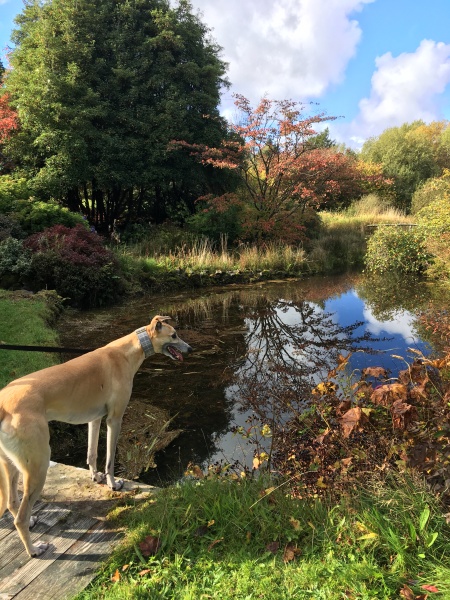 I have an appointment to view a greyhound today at the animal sanctuary. Wish me luck.