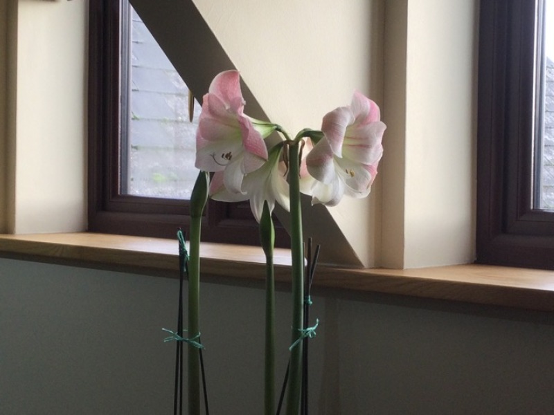 Who'd like an Amaryllis (Hippeastrum) thread?