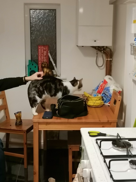 Stray cat protocol/advice please