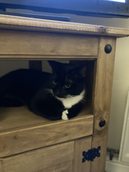 Can we have a cat photo thread ? I’m thinking of getting a cat 