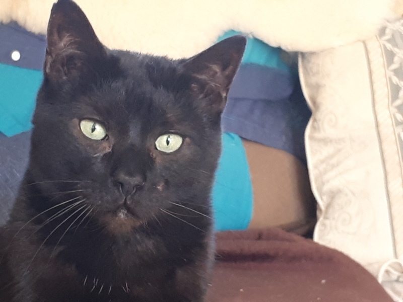 Cat with liver problems 