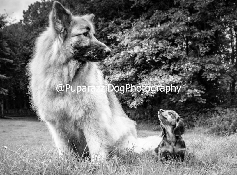 Anyone want to show me a photo of their dog ? 