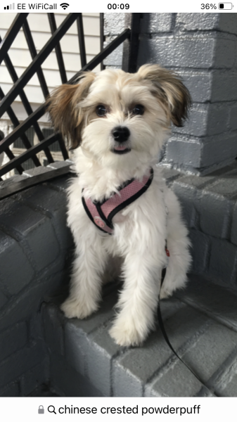 Small calm dog breeds