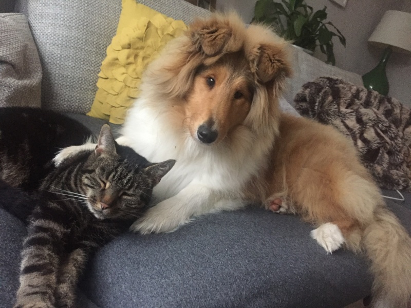 To ask you to help me choose a dog breed? 