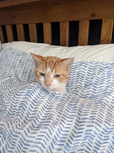 To ask to see your pets? 