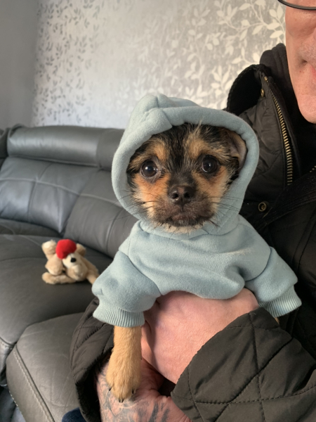 To ask to see your pets? 