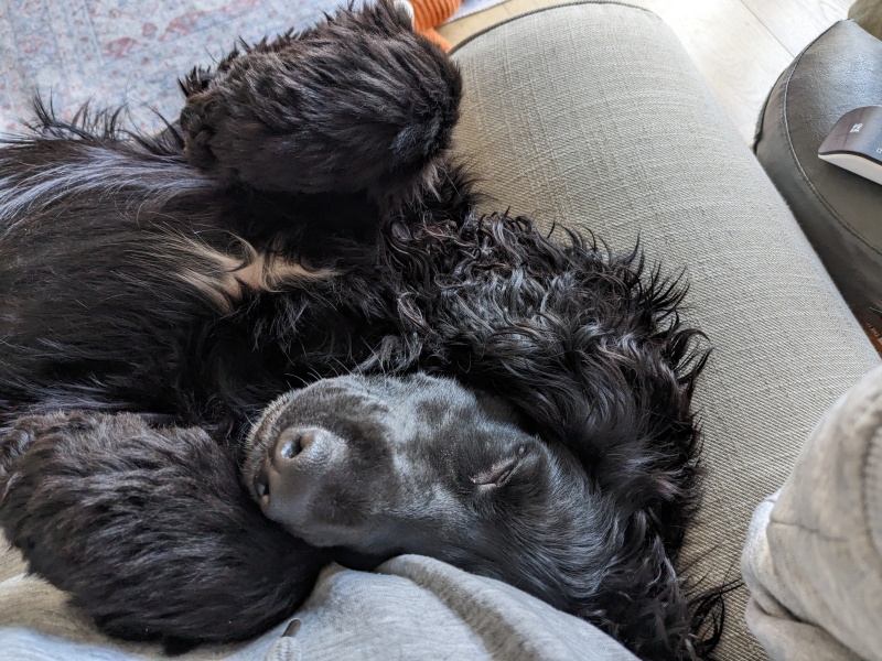 Are show cocker spaniels nice natured?