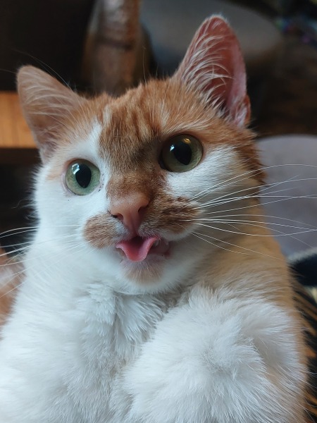 Can we have a cat photo thread ? I’m thinking of getting a cat 