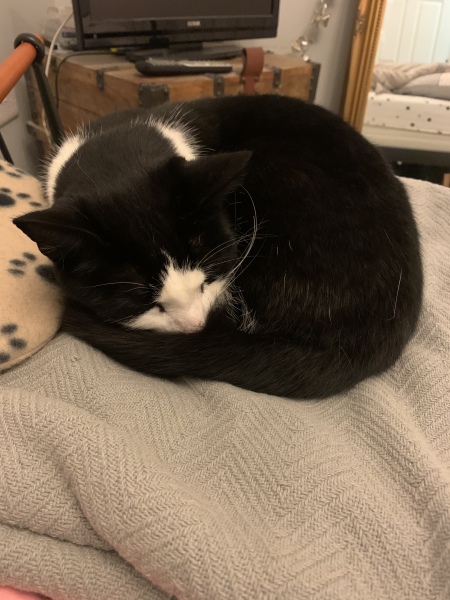 Hundreds of cats, thousands of cats, millions and billions and trillions of cats