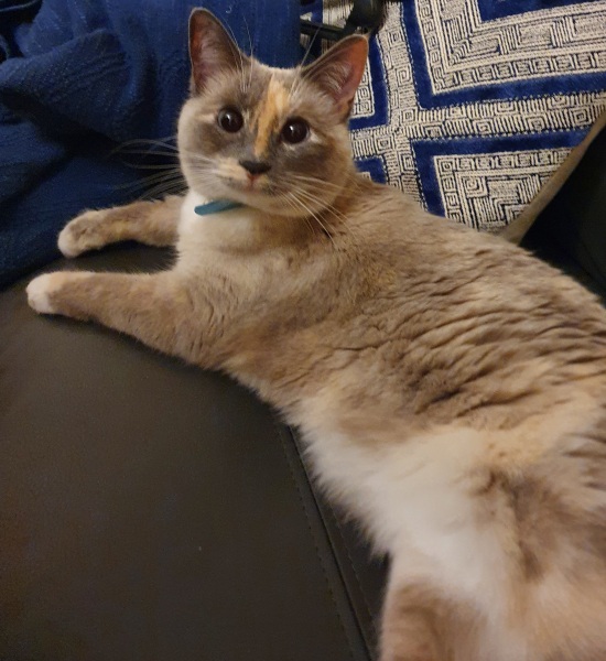 Can we have a cat photo thread ? I’m thinking of getting a cat 