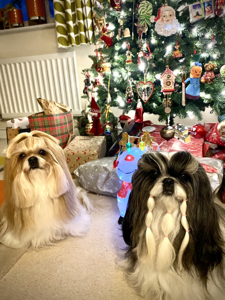 Maltese or Shih--tzu