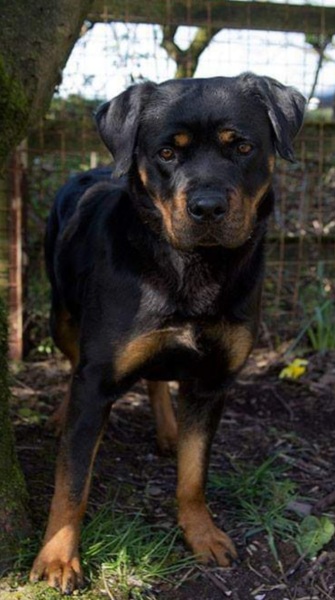 Anyone want to show me a photo of their dog ? 