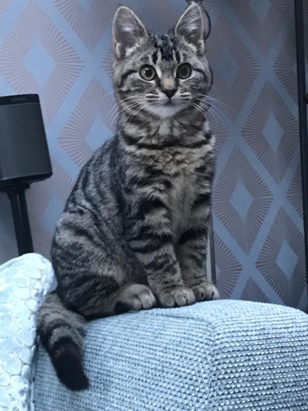 Can we have a cat photo thread ? I’m thinking of getting a cat 