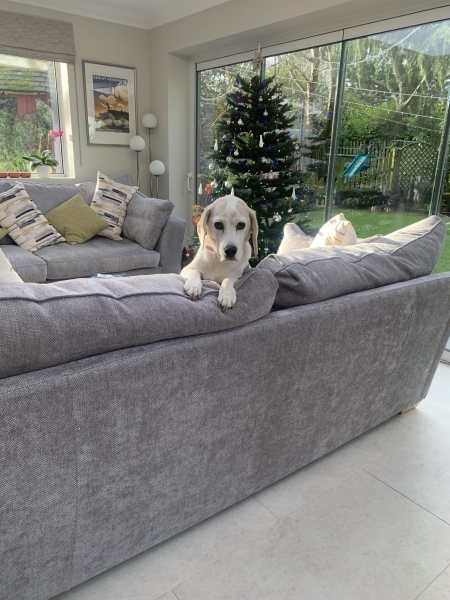 Anyone want to show me a photo of their dog ? 