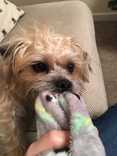 Anyone want to show me a photo of their dog ? 