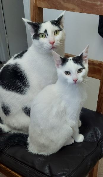 Can we have a cat photo thread ? I’m thinking of getting a cat 