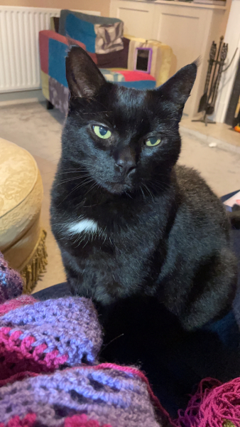 Can we have a cat photo thread ? I’m thinking of getting a cat 