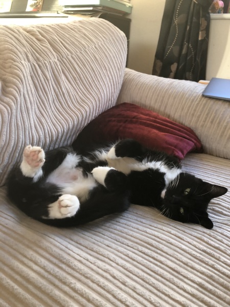 To ask to see your pets? 