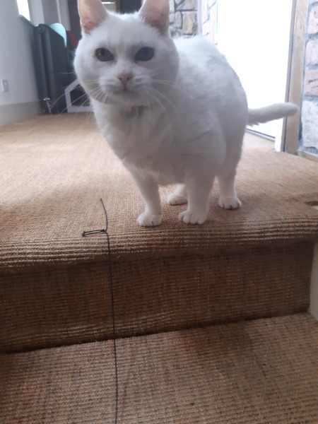 Can I lease just share this handsome boy? (Pure white with one green eye one blue!)