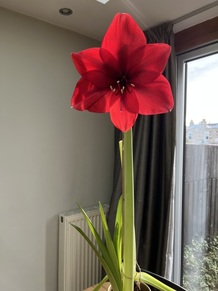 Who'd like an Amaryllis (Hippeastrum) thread?