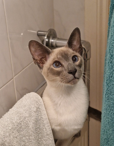 Can we have a cat photo thread ? I’m thinking of getting a cat 