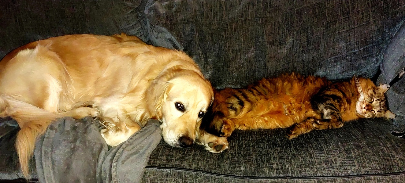 To ask to see your pets? 