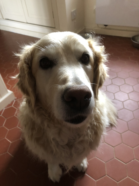 How much does your dog shed? I can't figure out how mine isn't bald by now.