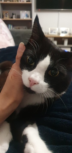 Can we have a cat photo thread ? I’m thinking of getting a cat 