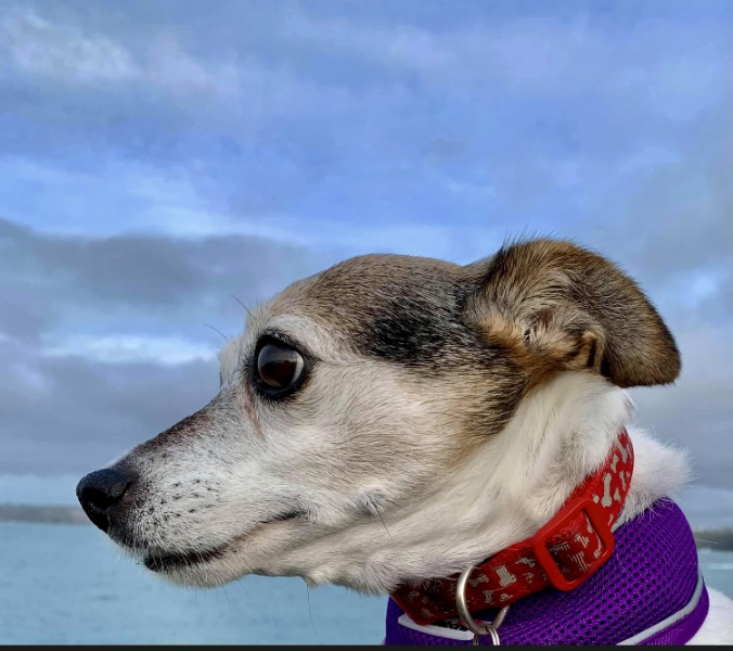 Anyone want to show me a photo of their dog ? 