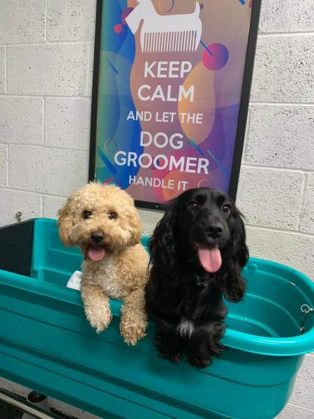 Are show cocker spaniels nice natured?