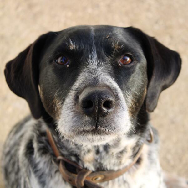 Anyone want to show me a photo of their dog ? 
