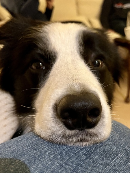 The dog is my favourite.