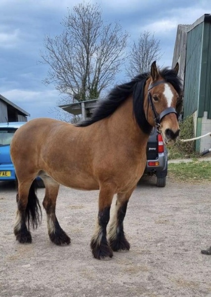 I’m not sure what colour my new horse is 😊