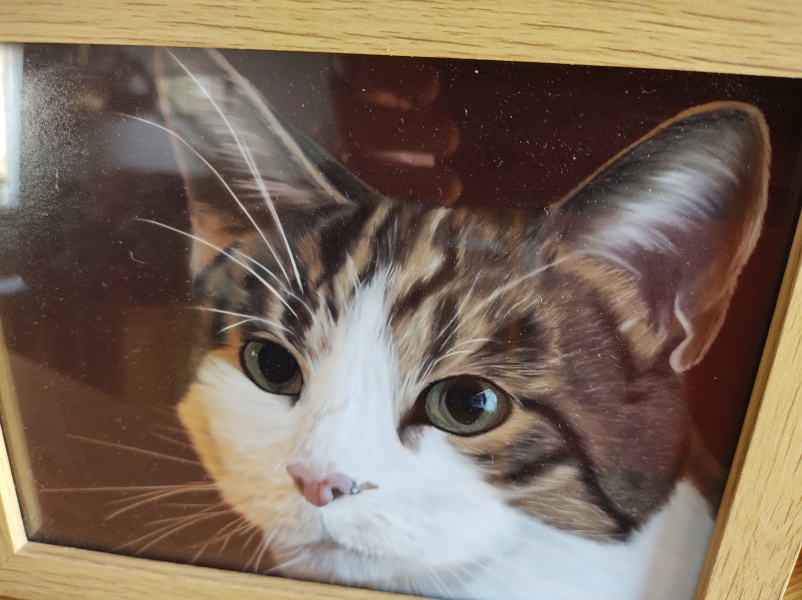 To ask to see your pets? 