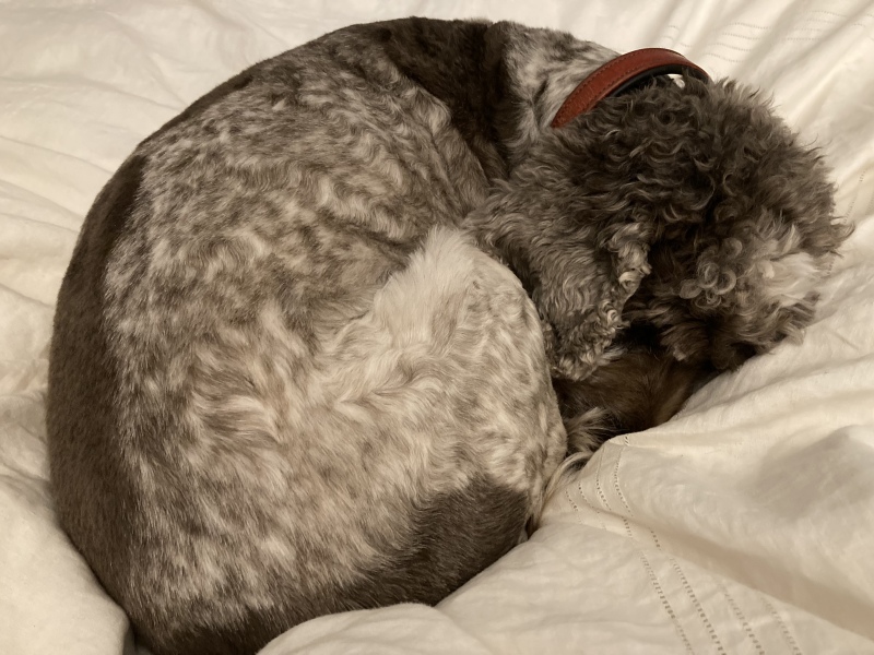 Are show cocker spaniels nice natured?